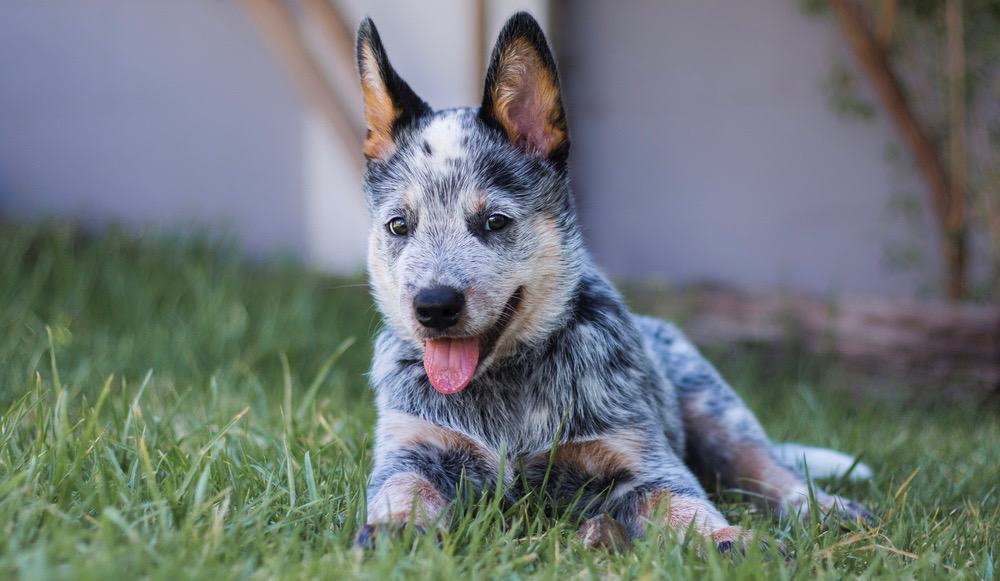 Blue Heeler Feeding Chart