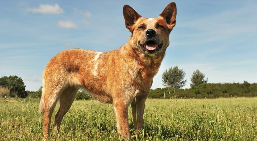 Blue Heeler Growth