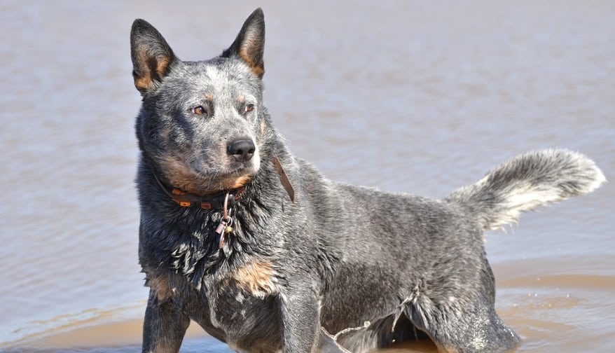 what age do cattle dog puppies ears stand