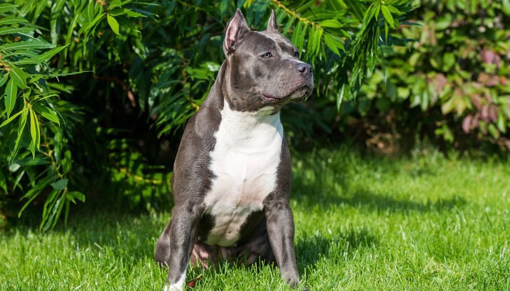 pitbull dog puppy black