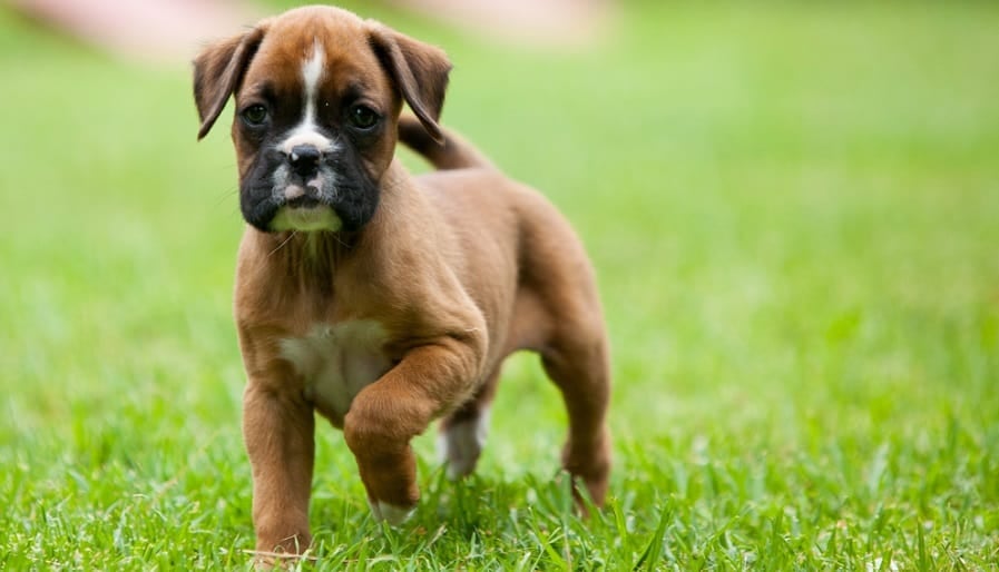 Boxer Puppy Eating Schedule
