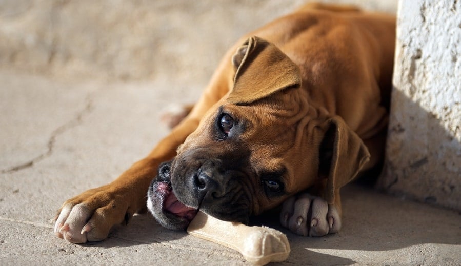 Boxer Puppy Nutritional Needs