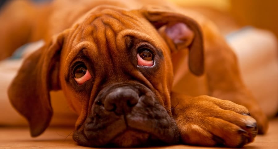 Boxer Puppy Sensitive Stomach