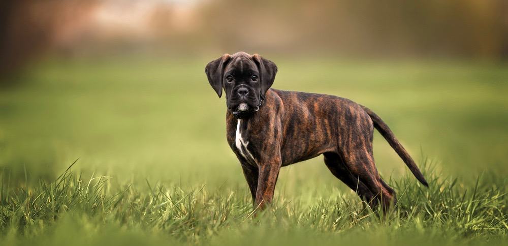 can boxers be brindle