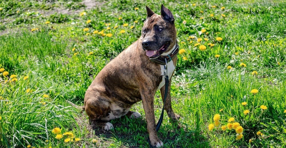 Brindle Pitbull