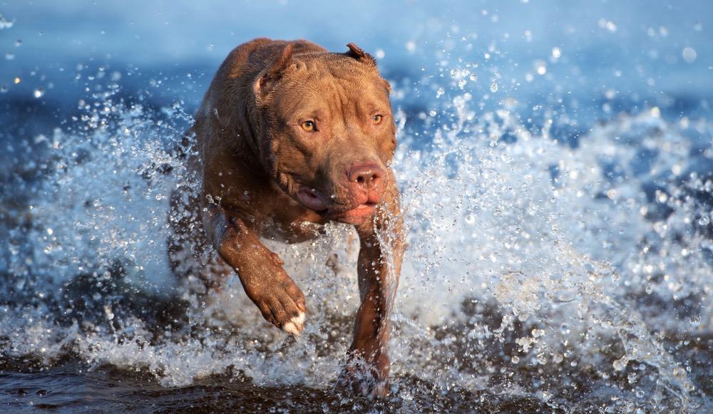 Bronze Pitbull