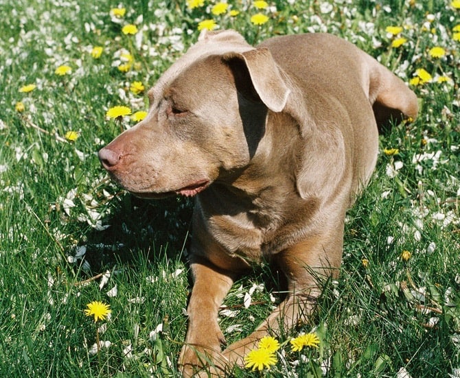 Brown And Tan Pitbull