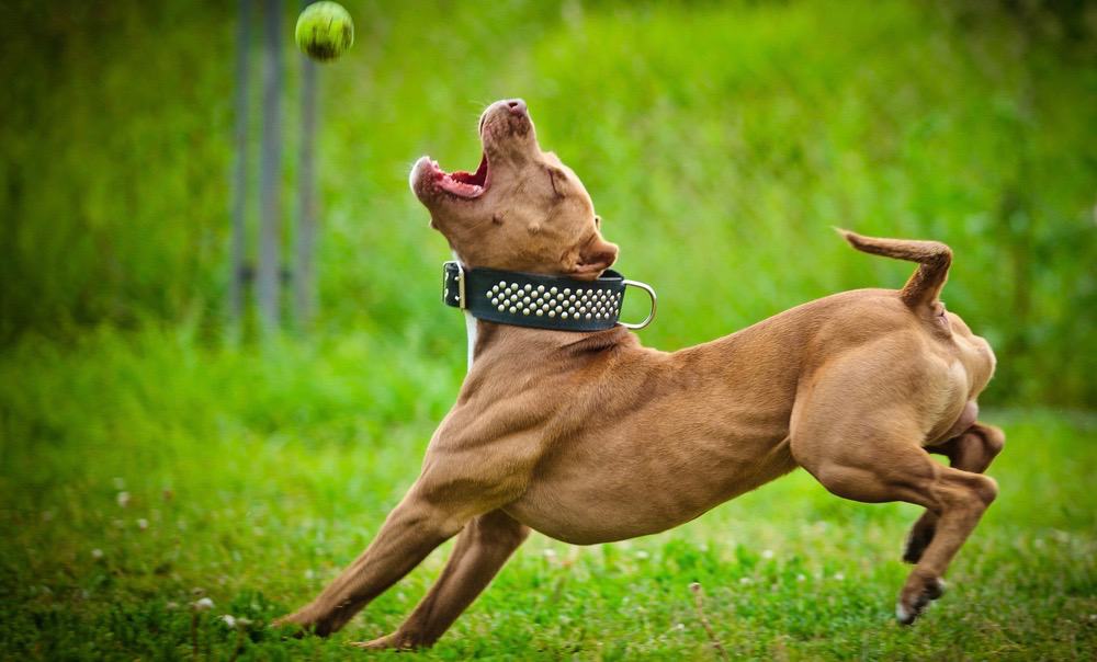 Brown Pitbull