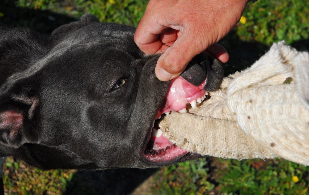 Cane Corso Bite Injury