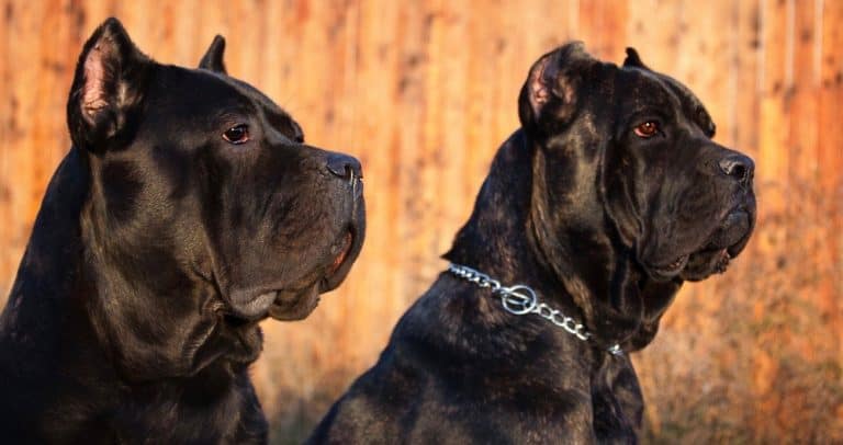 Cane Corso Bite Force | How Strong Is A Cane Corso Bite