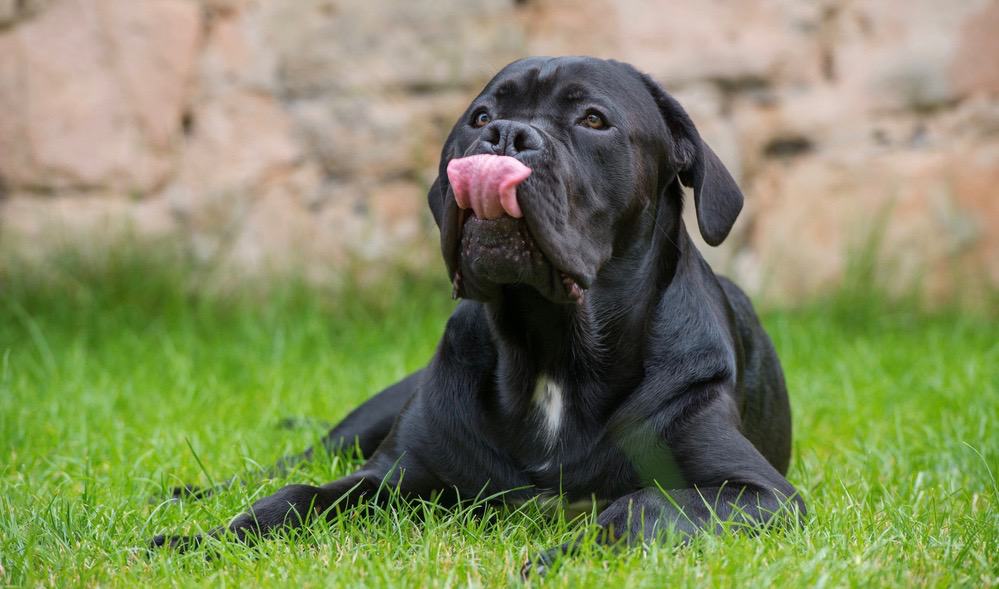 Cane Corso Bite Force