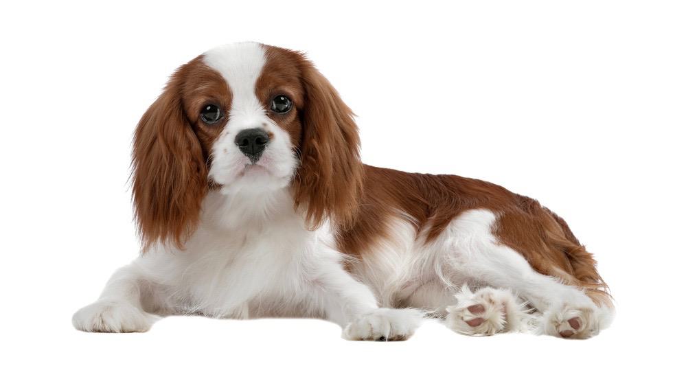 Cavalier King Charles Spaniel Development