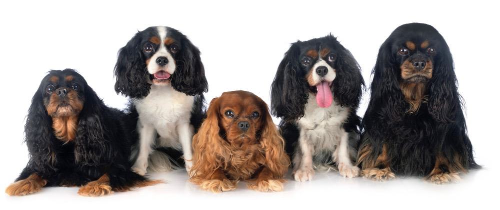 Cavalier King Charles Spaniel Growth Chart & Weight Chart