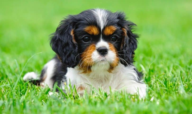 Cavalier King Charles Spaniel Growth Chart & Weight Chart