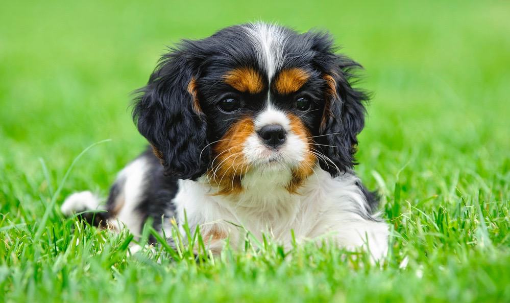 king charles cavalier weight