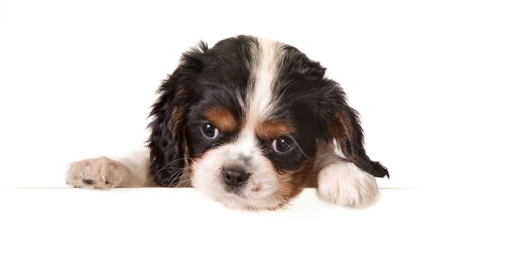 Cavalier King Charles Spaniel Puppy Weight Chart