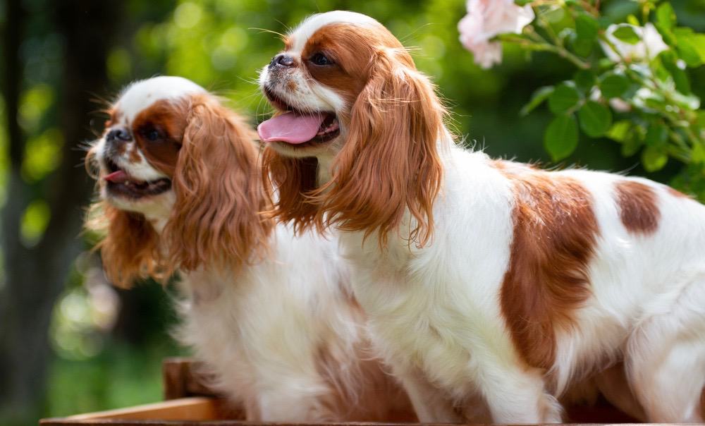 king charles cavalier weight