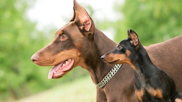 Doberman Colors | Doberman Coats, Markings & Pictures