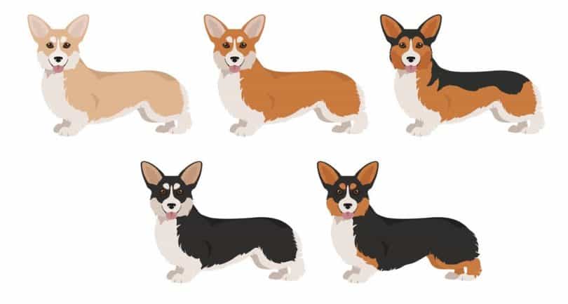 Corgi Colors | Pembroke & Cardigan Corgi Coat Colors