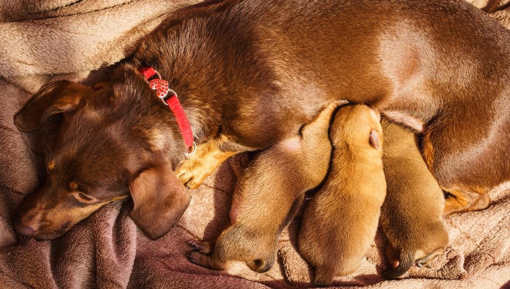  Tabla de Alimentación del Perro Salchicha