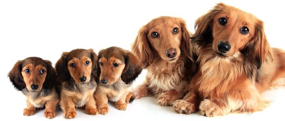 Dachshund Feeding Schedule