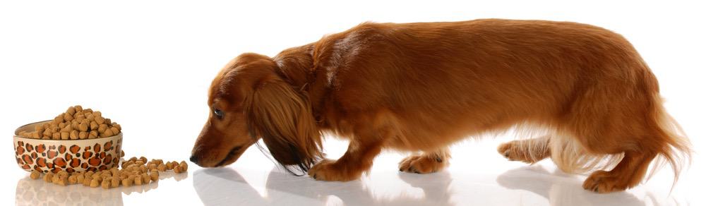 Dachshund Puppy Feeding