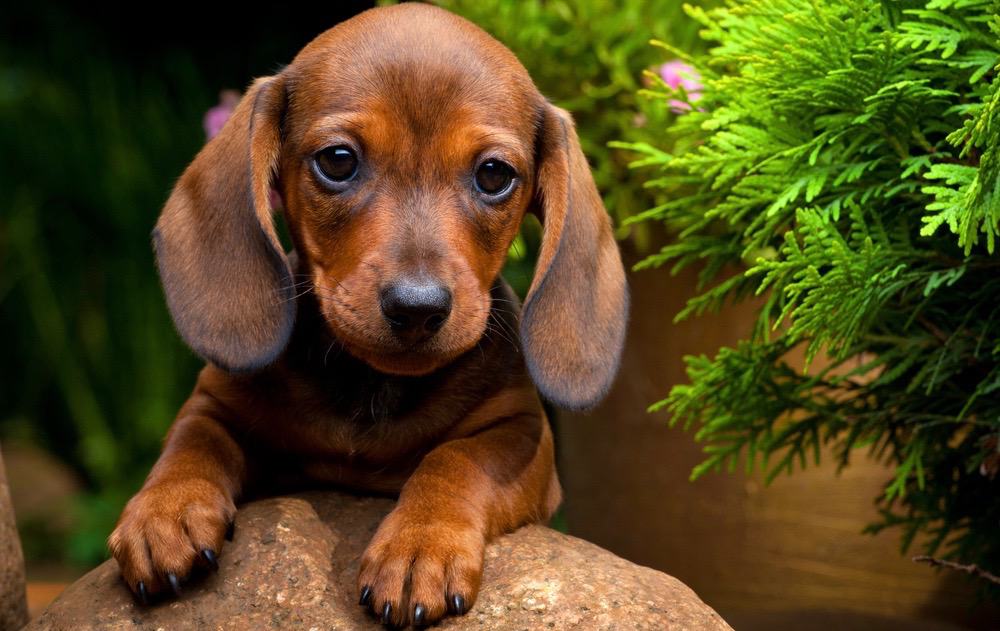  Dachshund Valp Mat