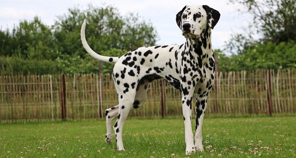 are male or female dalmatians better