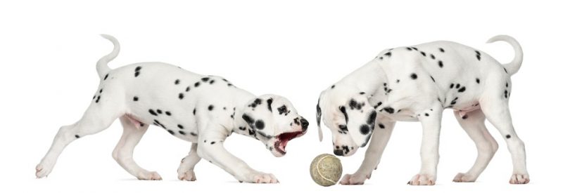 dalmatian-growth-chart-dalmatian-weight-size-chart