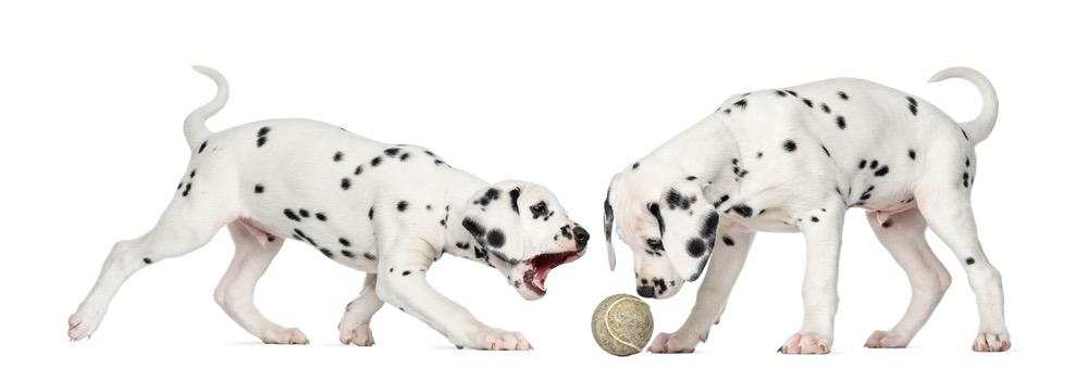 Dalmatian Exercise