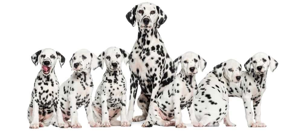 when does a dalmatian mature