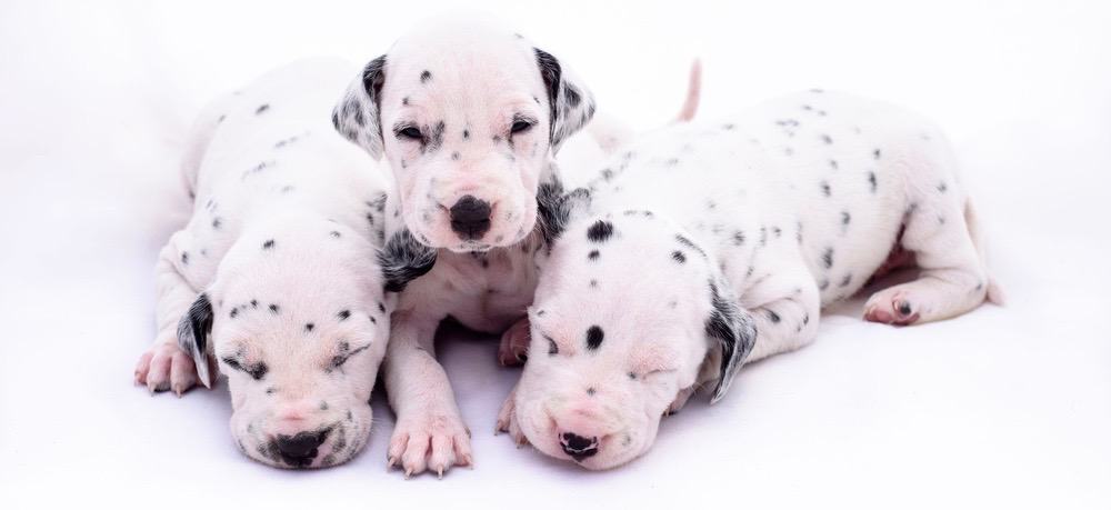 when does a dalmatian mature