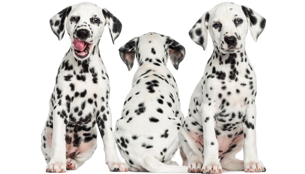 Dalmatians Growth 