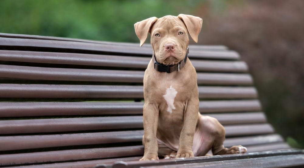 Fawn Pitbull