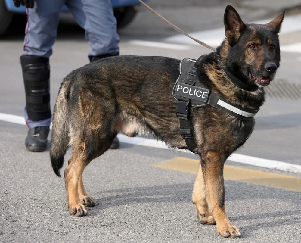 German Shepherd Police Dog
