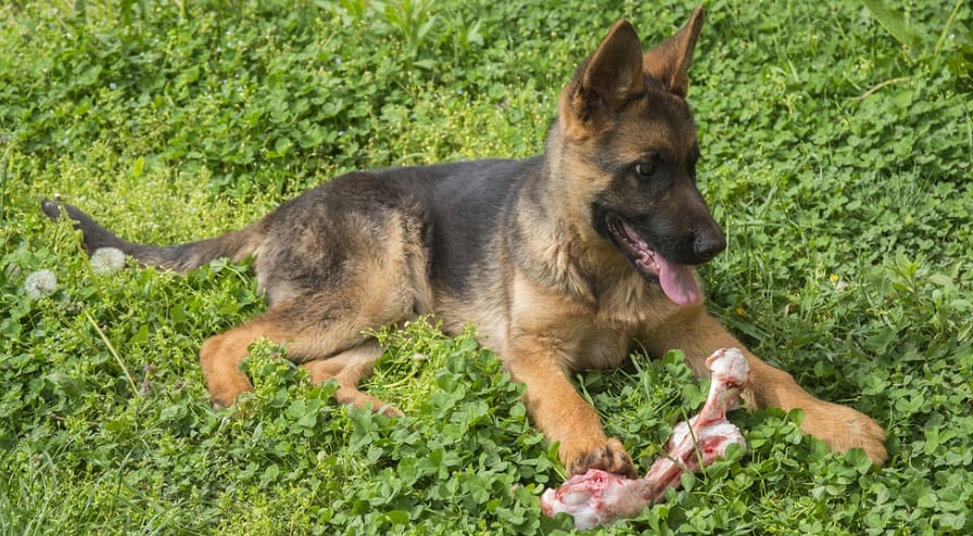 German Shepherd Puppy Nutritional Needs