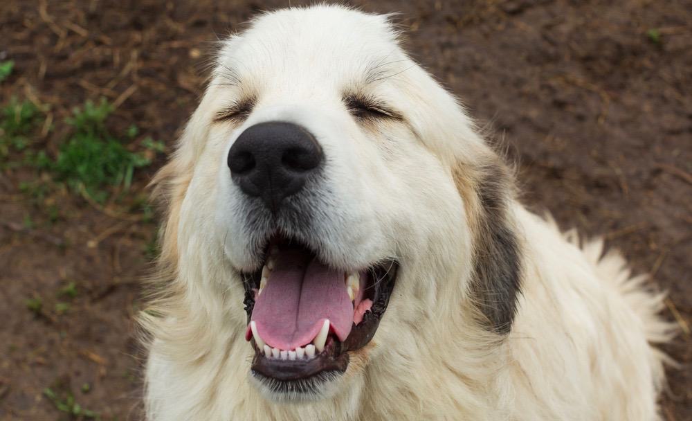 Great Pyrenees Diet