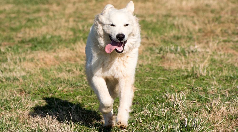 How Much To Feed A Great Pyrenees Puppy Feeding Chart