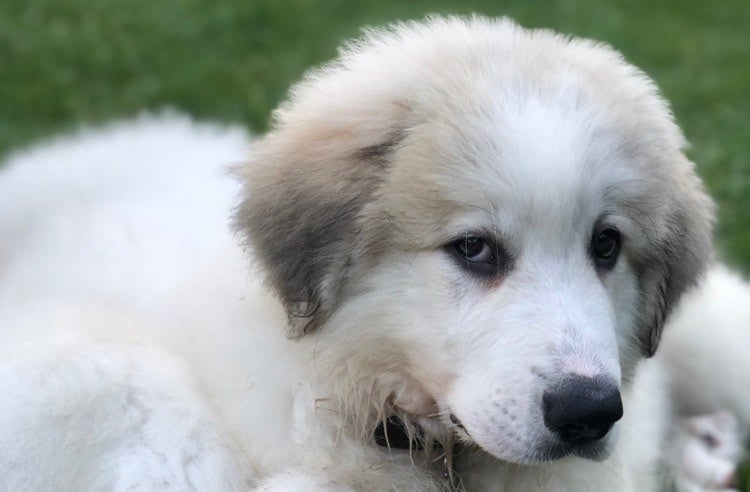 when to switch great pyrenees from puppy food