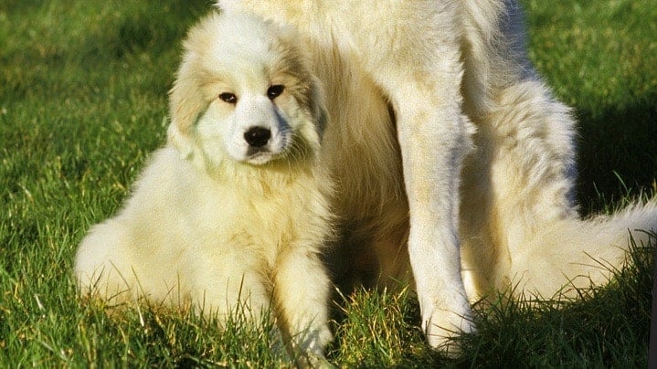 Great Pyrenees Puppy Feeding Chart