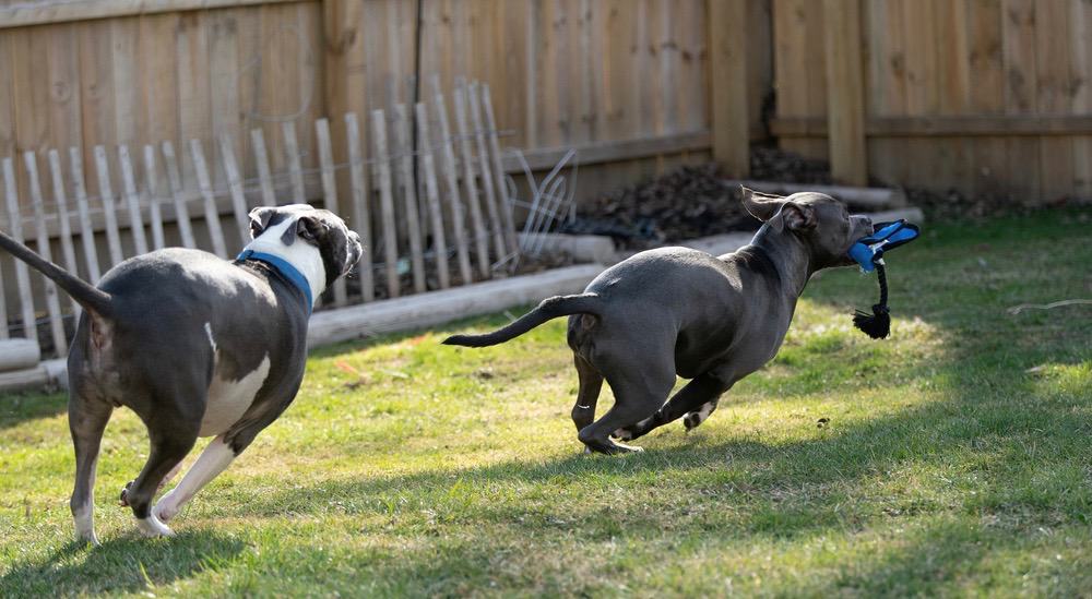 Grey Pitbull