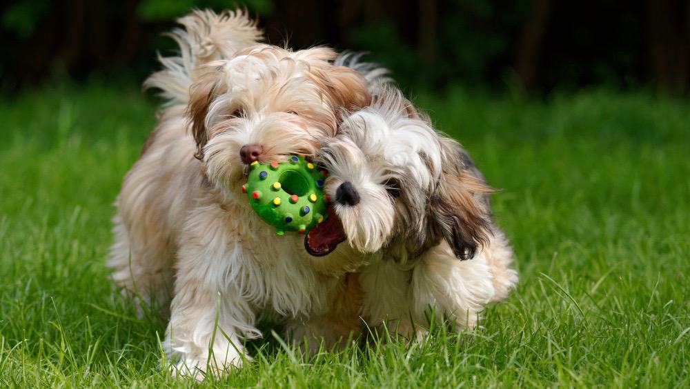 Havanese Development