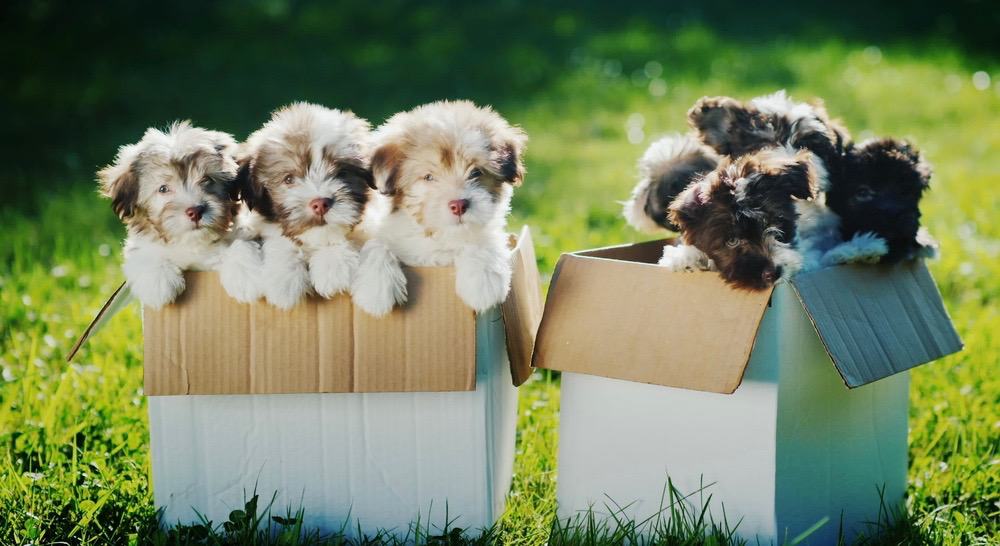 Havanese Puppy Development