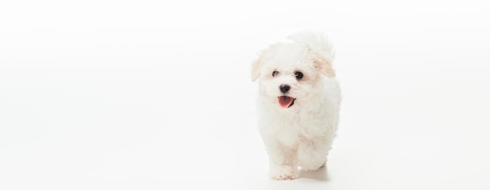 Havanese Puppy Diet