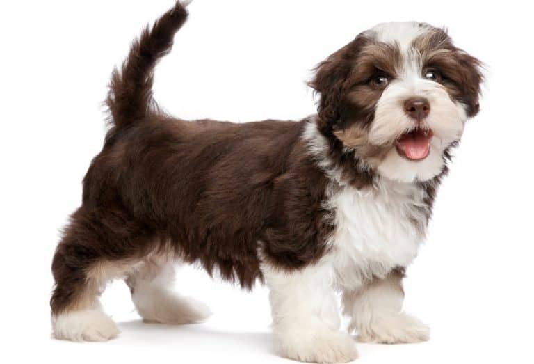 Havanese Growth Chart & Weight Chart Havanese Full Grown