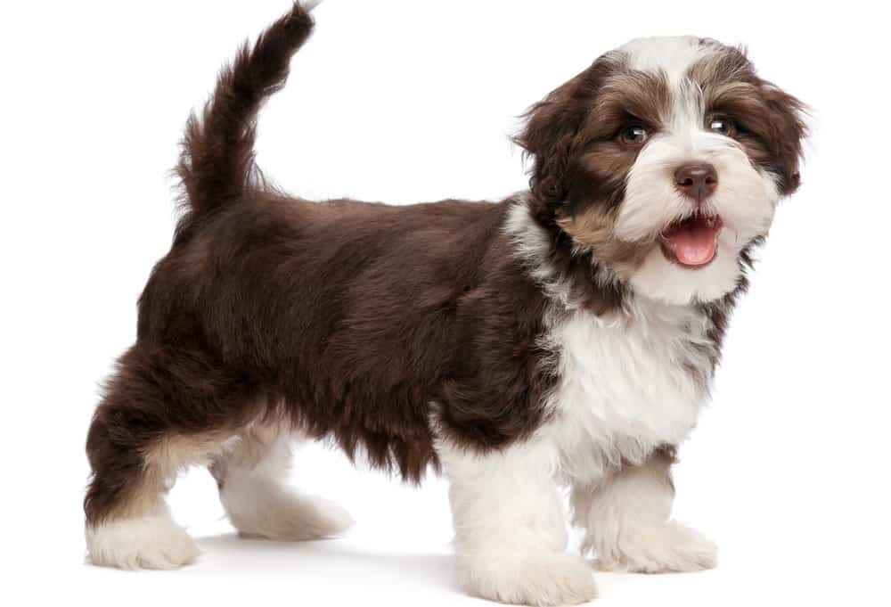 Havanese Weight Chart