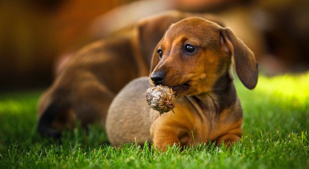  Cuánto Alimentar A Un Perro Salchicha