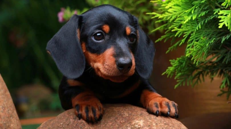 How Much To Feed A Dachshund Puppy