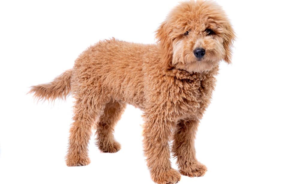 kolik nakrmit Goldendoodle