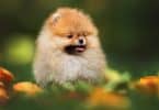 How Much To Feed A Pomeranian Puppy